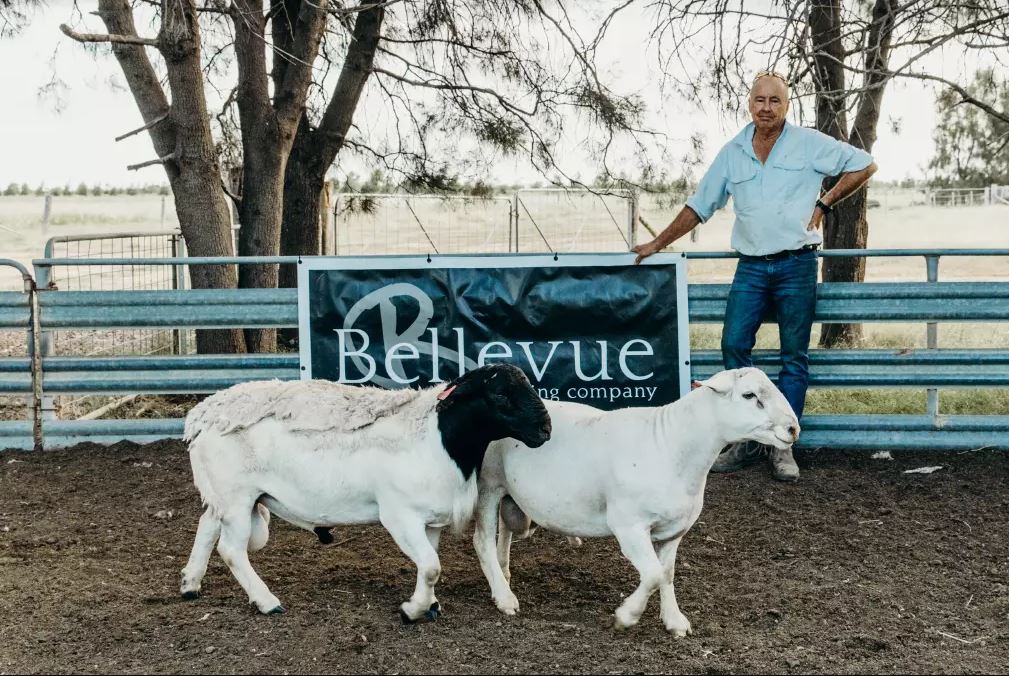 'White Dorpers to $3400 for Millmerran's Bellevue'

Click the link to read the full article by Helen Decosta for Queensland Country Life: dorper.com.au/white-dorpers-…