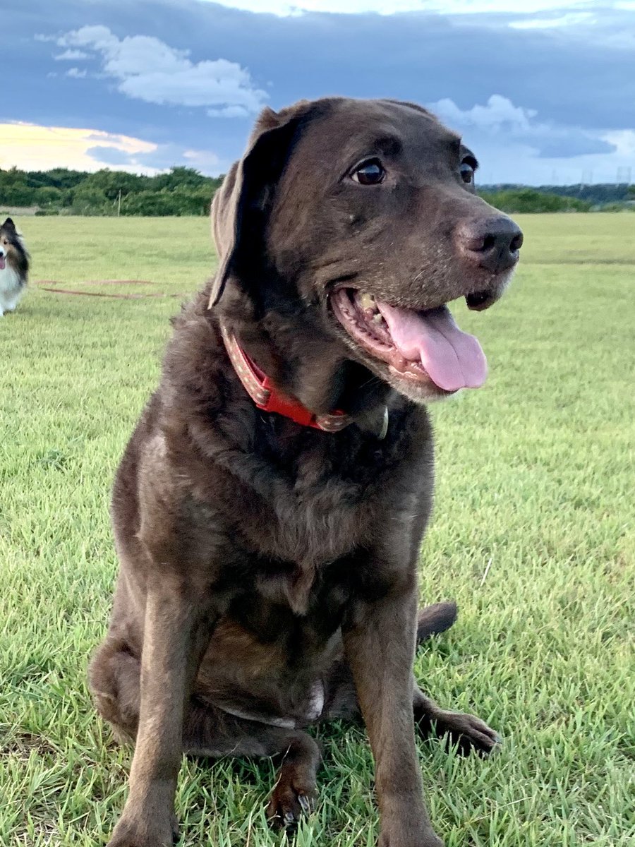 LaRicetta99's tweet image. ハッピーバレンタイン をチョコラブでお祝い〜 #pancakeart #パンケーキアート