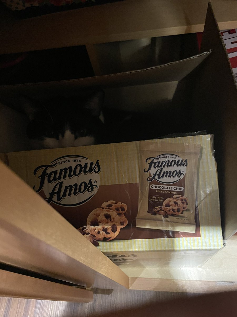 I was trying to hide in a cupboard. But my hooman found me.  I’m Charlie