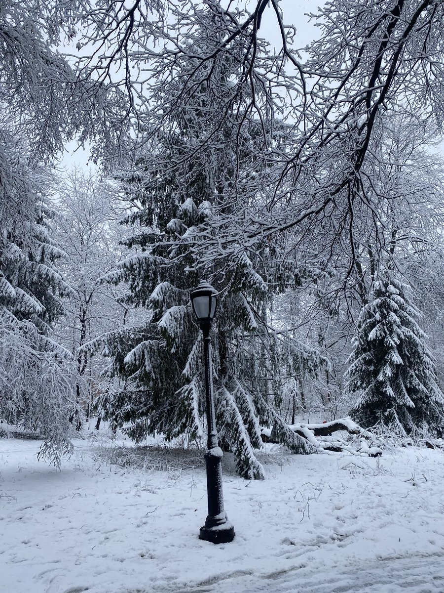 “This is the land of Narnia,' said the Faun, 'where we are now; all that lies between the lamp-post and the great castle of Cair Paravel on the eastern sea.” Okay, it's actually #ProspectPark this morning.