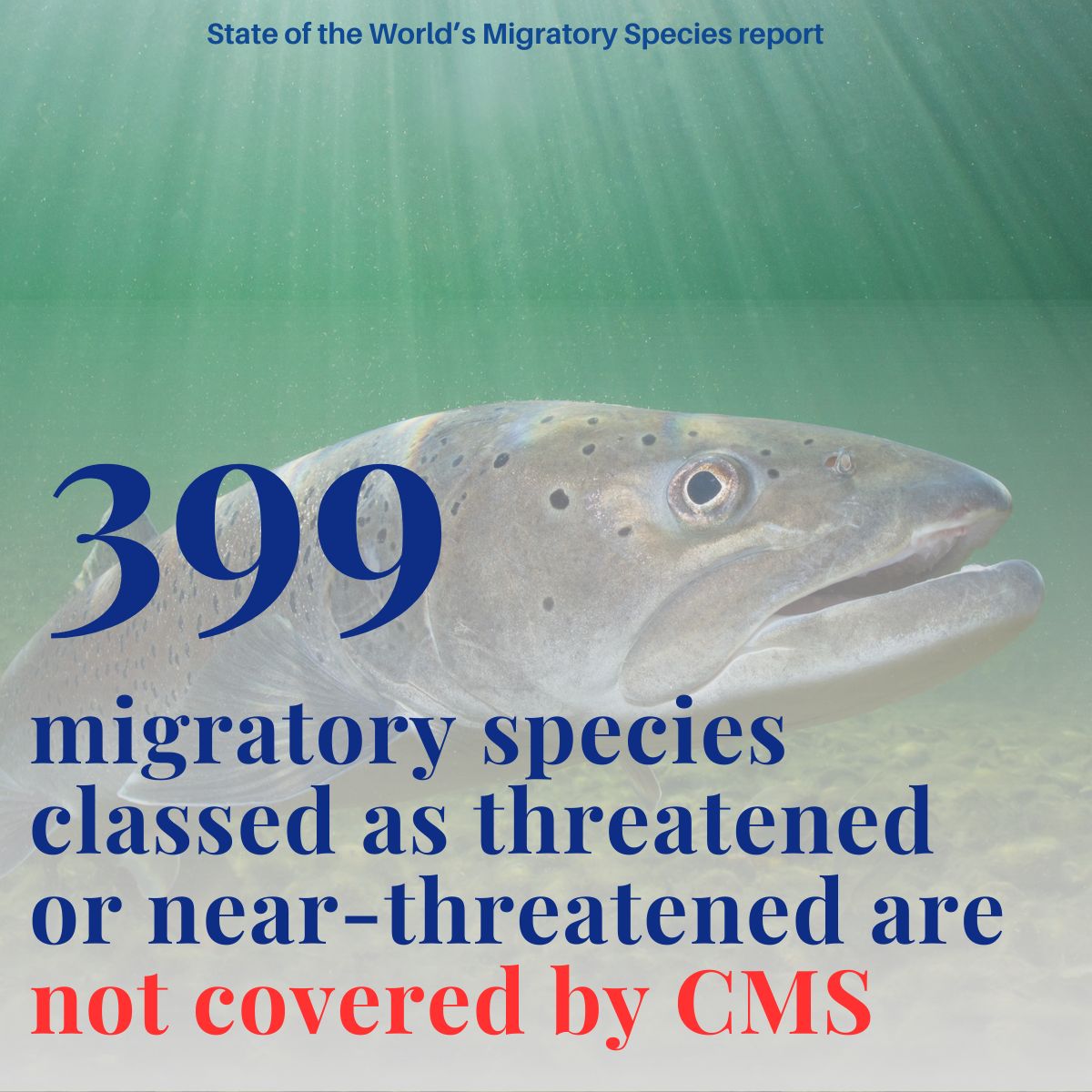 BonnConvention's tweet photo. One of the key recommendations of the🆕UN report on the State of the World’s #Migratoryspecies:
  
Enhancing #ecologicalconnectivity, including by removing barriers to migration for these species.
  
https://t.co/NF7b1qbGc0 https://t.co/VoycInILqr