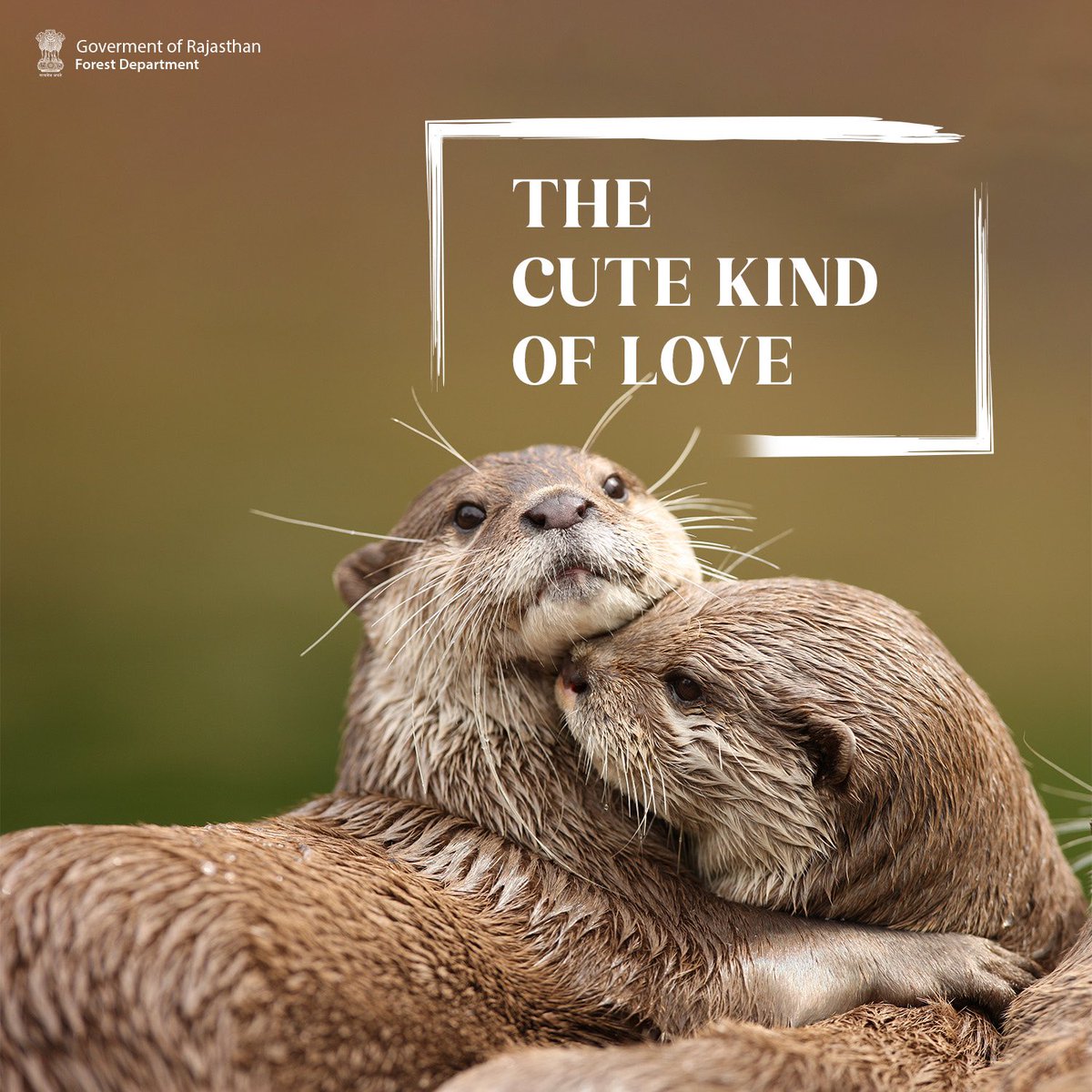 ForestRajasthan's tweet photo. Have you seen anything cuter? ✨

#WildLoveStories #ValentinesWildlife #NatureLoversInLove #AnimalCouples #LoveInTheWild #HeartOfTheWild #WildHearts #NatureRomance #RajasthanForestDepartment #RajasthanWildlife https://t.co/OUzLlmNTL5