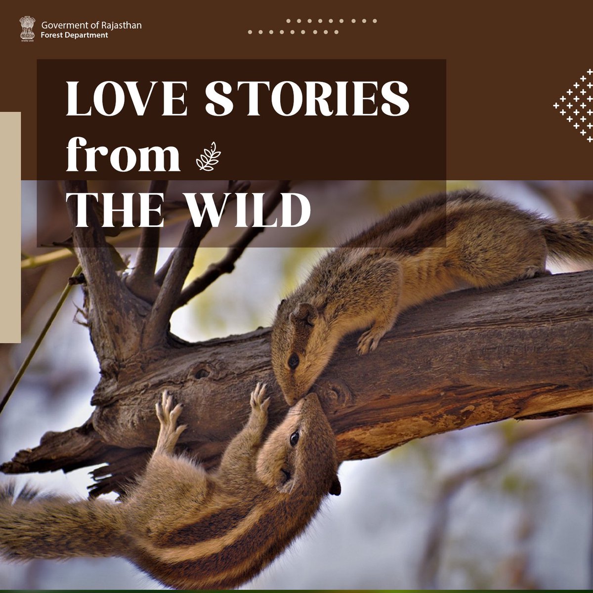 ForestRajasthan's tweet photo. Have you seen anything cuter? ✨

#WildLoveStories #ValentinesWildlife #NatureLoversInLove #AnimalCouples #LoveInTheWild #HeartOfTheWild #WildHearts #NatureRomance #RajasthanForestDepartment #RajasthanWildlife https://t.co/OUzLlmNTL5
