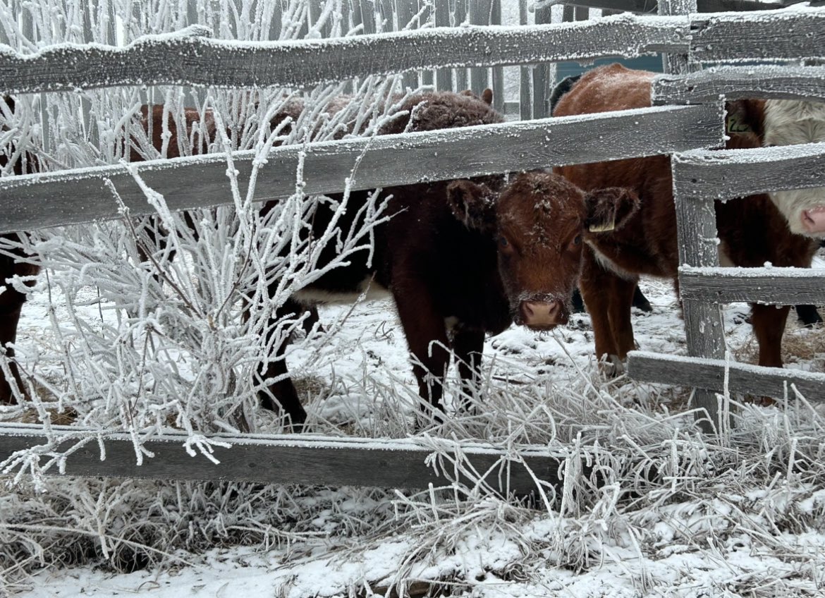 Kaylie Krys tweet media