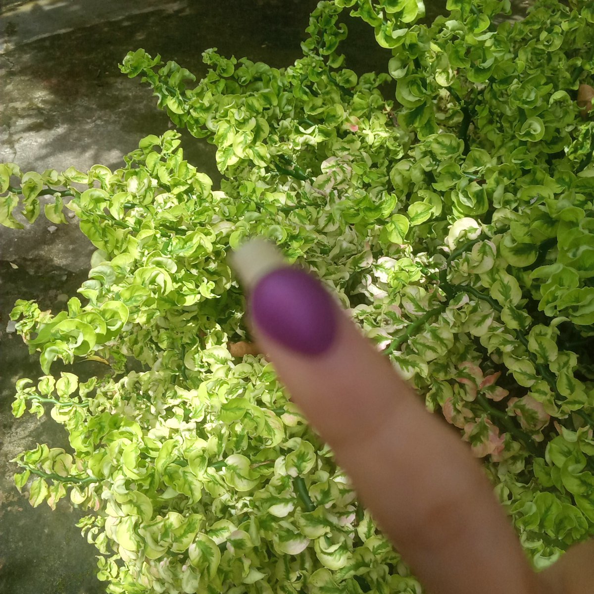 hongmanche's tweet photo. (laporan sudh nyoblos) (KAMERA GK MAU FOKUS) https://t.co/KpVCe0OpgR