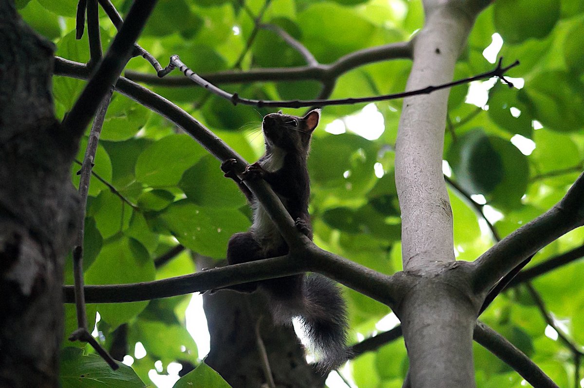 tanuyume6's tweet photo. #Sciurus #wildlifephotography https://t.co/KP5QYzqkLV
