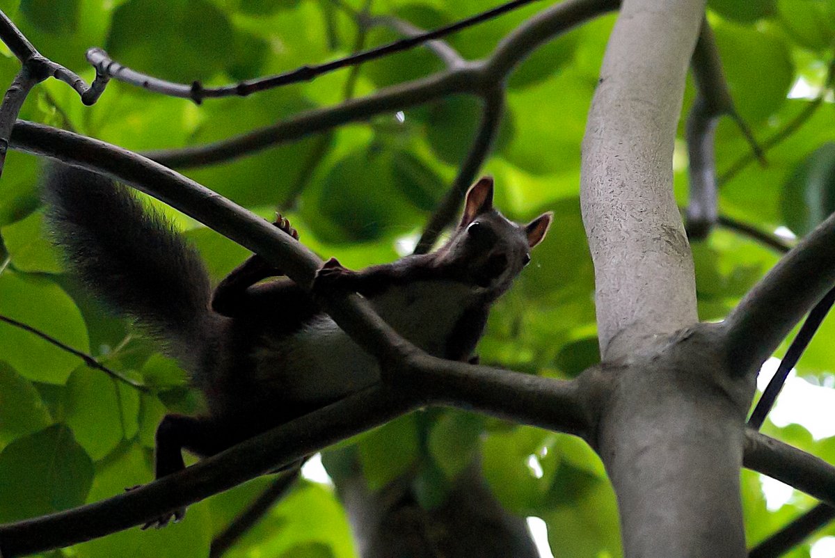 tanuyume6's tweet photo. #Sciurus #wildlifephotography https://t.co/KP5QYzqkLV