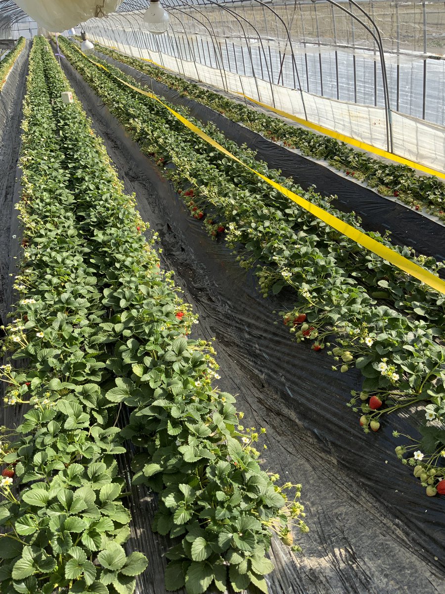 今日はイチゴの取材に来ていますぞ〜♪会津のイチゴは、地元でも大人気！ウフフなおいしさですぞ♪🍓
#いちご　#JA #生産部会