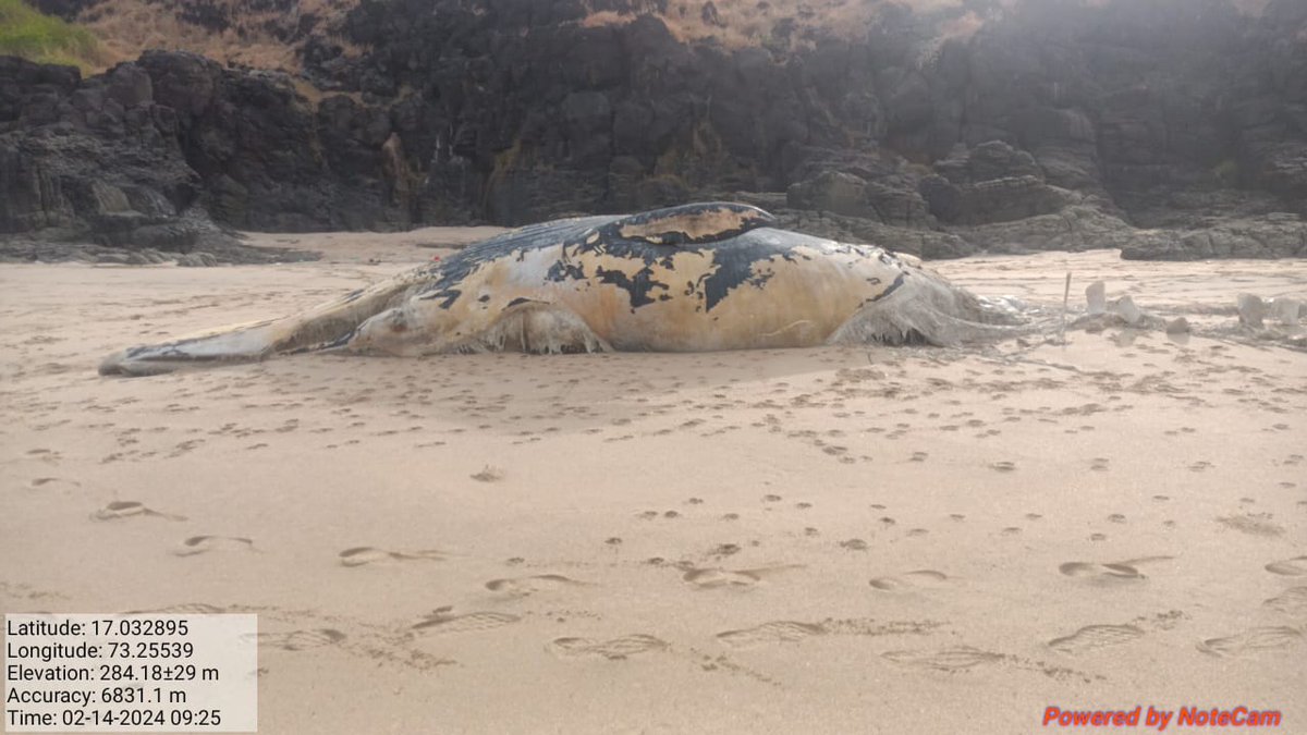 akshay_journo's tweet photo. Whale carcass stranded on Mirya Beach, Ratnagiri
@nmfindia @CentreCoastal @ranjeetnature @TamhiniGhat @AnantPande28 @MangroveForest @AamchiRatnagiri @bvpat2501 @ben_ifs @Mani_ifs https://t.co/Kf8kbWIsgm