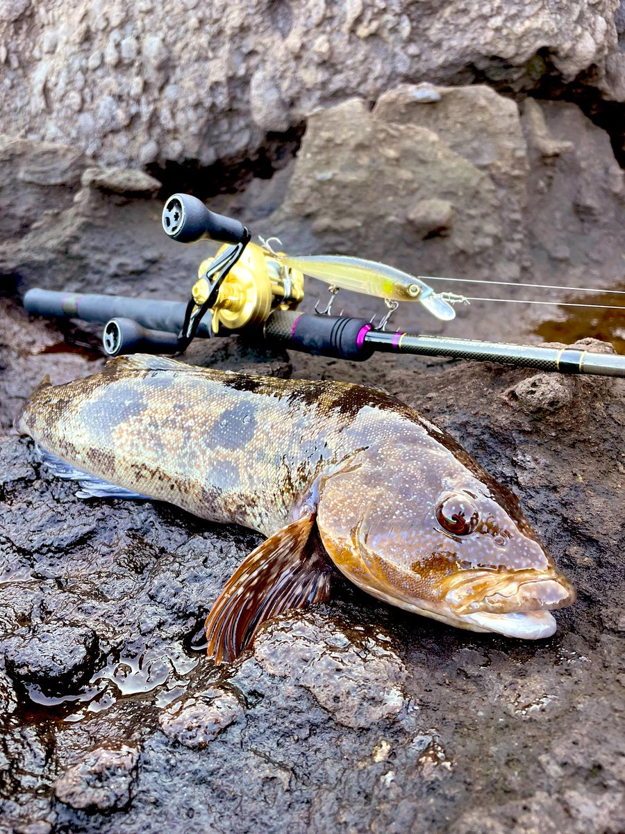 MiuAngler's tweet photo. チョコレイト・ディスコ
#PROSONE
#deps
#SHOOTINWAY
#TheSkipRun
#BALISONGMINNOW130F https://t.co/V2MJhl73CM