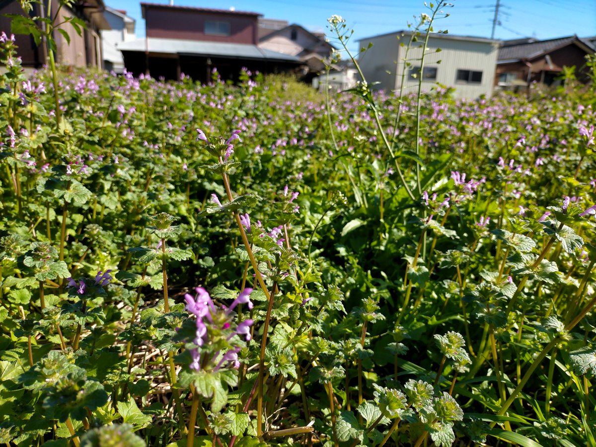 空き地で一斉に成長する雑草たち。

冬から春にかけて見かける雑草にまつわるギモンに答えます。       

明日開催！
🍻大人の科学バー 植物編Vol.3  
「街中植物入門」    
ゲスト：瀬尾一樹さん（樹木医）@kusanonamaesay

開催日時：2月15日（木）夜7時〜  
kiwi-lab.com/event.html#kaz…