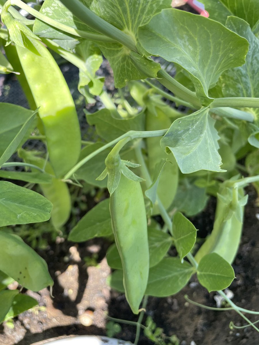rn_lilydale's tweet image. Grew some more food #VeggiePatchLyfe #FarmLyfe #GrowYourOwnFood 😘♥️💋🥰🫶❤️