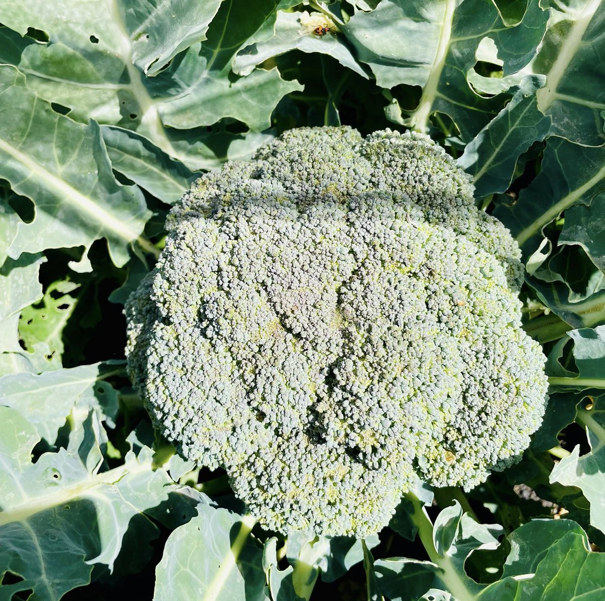 rn_lilydale's tweet image. Grew some more food #VeggiePatchLyfe #FarmLyfe #GrowYourOwnFood 😘♥️💋🥰🫶❤️