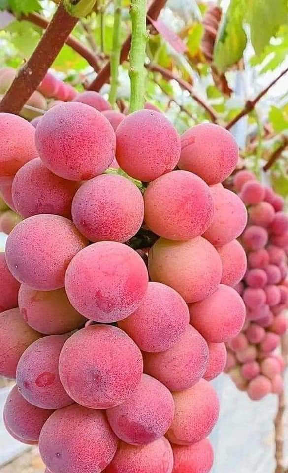 Fresh delicious fruits 🍓🍓🍓🍓🍓 🍓 🍓