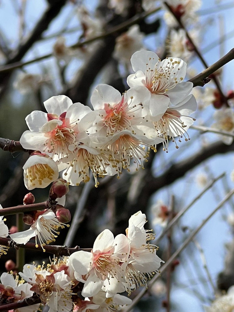 散歩の途中に「東京都薬用植物園」に立ち寄り、福寿草、梅の花などを撮影した （2024.2.14）