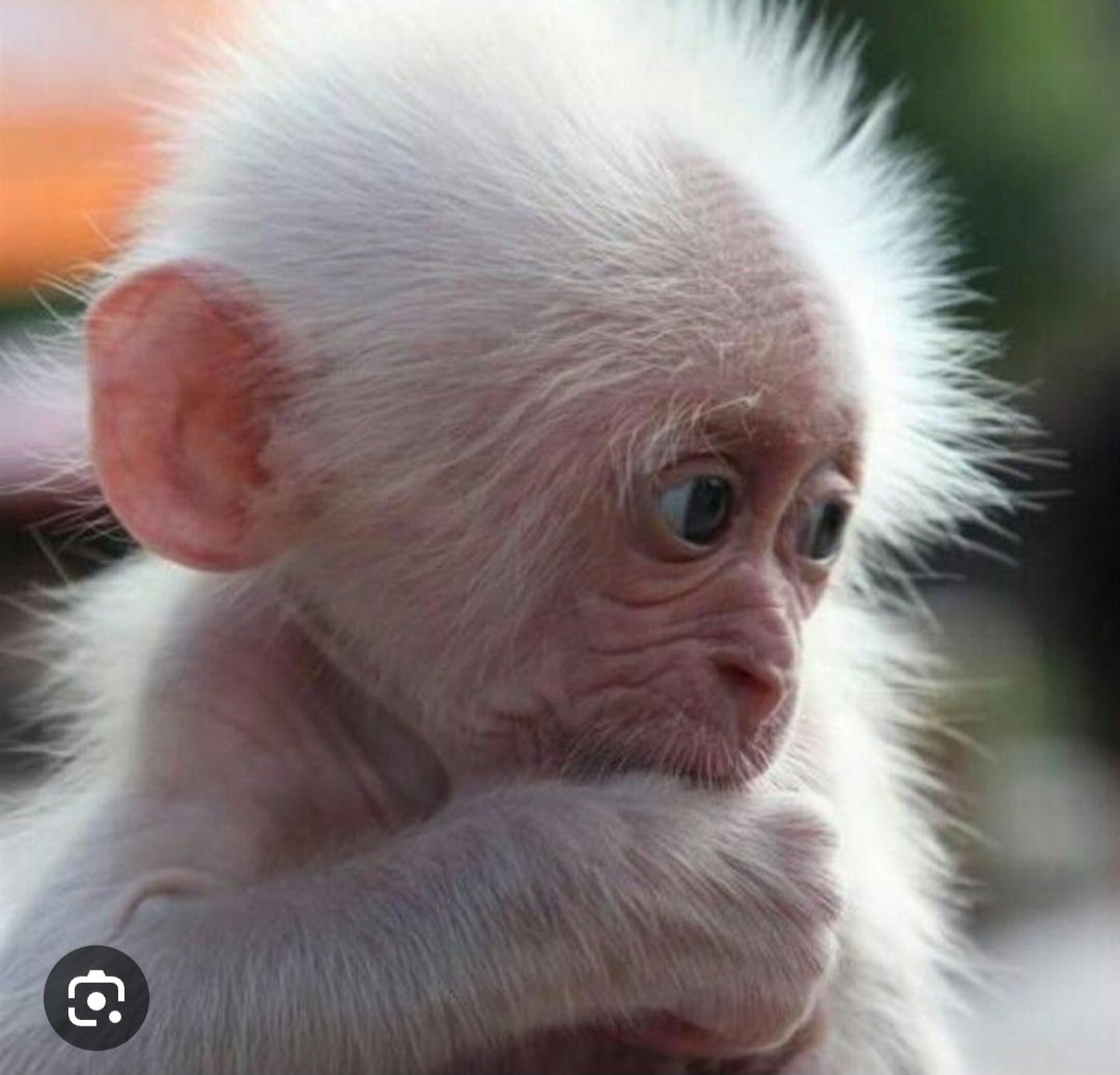 asante_da9's tweet photo. @BarberGautreau8 @AmiriKing @AlexJonesMW3 Go get your kid...fkn Caucasian shittt https://t.co/tLk6pIak06