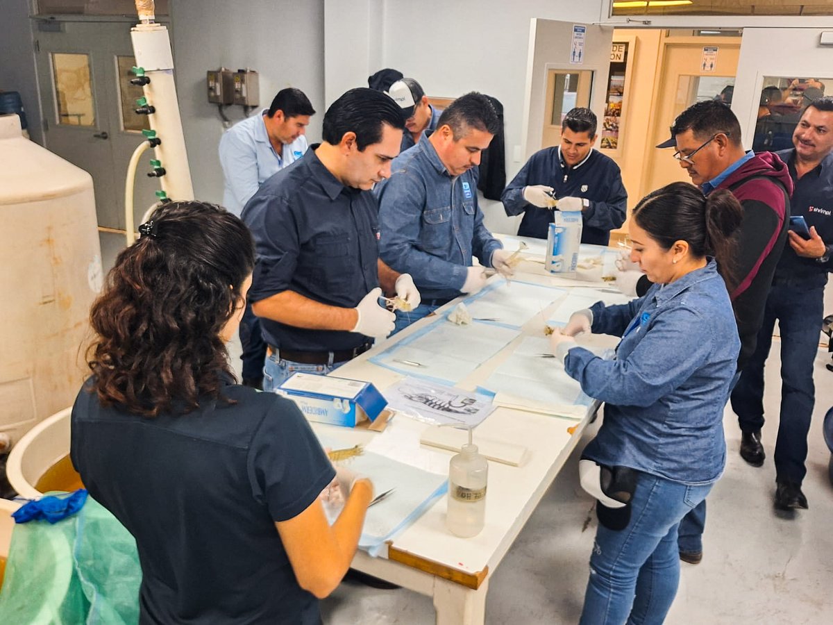 Exciting highlights from #ACUACAM2024! Big thanks to Michelle Vintimilla &amp; Dr. Jeremy Brawner for insights on early disease management in shrimp production. The workshop on Shrimp Dissection empowered industry pros. Thanks to everyone! Let's innovate for a future in aquaculture.