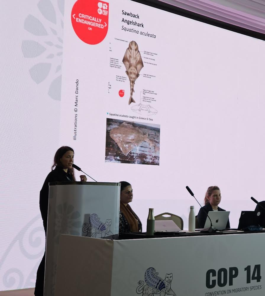 angelshark2014's tweet photo. Delighted to have contributed to the #CMSCOP14 side event on coordinated action for the conservation of #angelsharks in the Mediterranean Sea.
#NatureKnowsNoBorders #SharkScience #Ocean #ThreatenedSpecies #Conservation https://t.co/NYRJjsnQpE