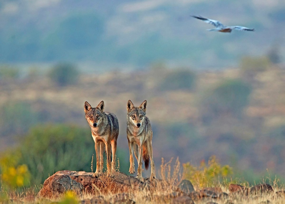 #FromTheArchives We bring you some quick facts about the wild #canids of #India while calling to attention citizen science initiatives that are documenting their presence. 📷 Mihir Godbole/@tgtrustindia — Indian #Wolves bit.ly/3JpNY08