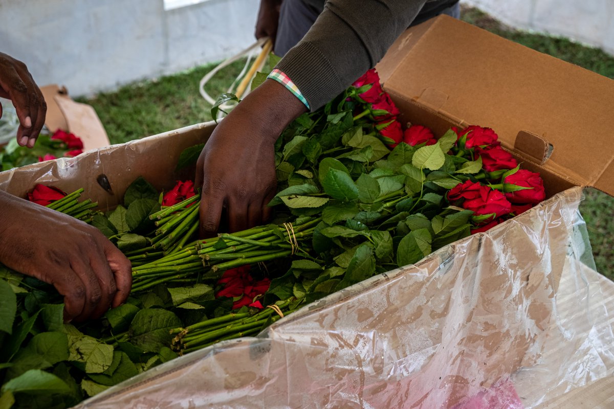 🌹 Say it with Flowers 🇰🇪🇳🇱The Netherlands and Kenya are working together to reduce the carbon footprint of transporting flowers to from Kenya to the Netherlands. The Embassy wishes all of you a Happy Valentine's Day!