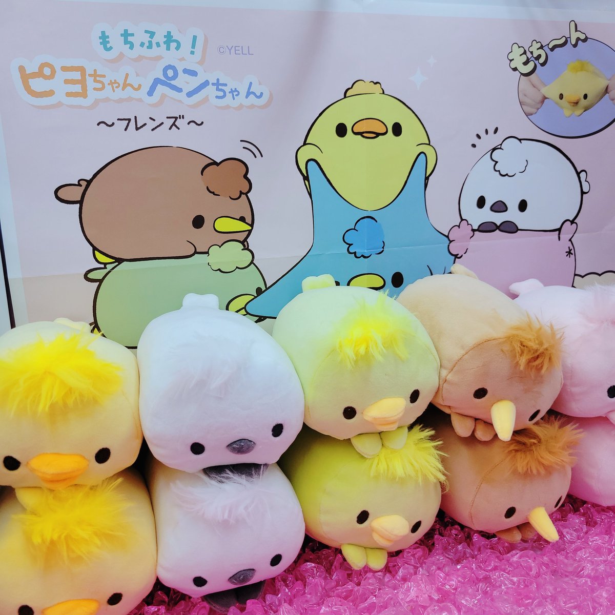 鳥のようで鳥じゃない！？もちもちふわふわな可愛い子たちが入荷しま