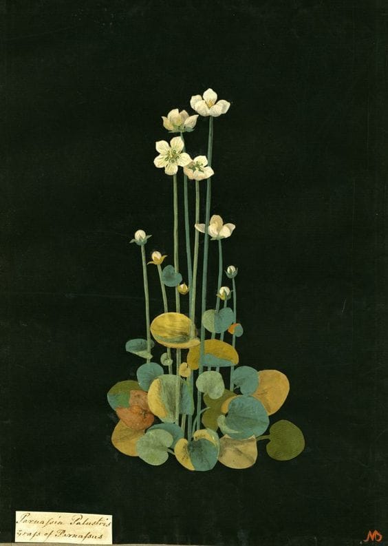 Mary Delany (1700-1788), English artist, known for her botanical flower collages or 'paper-mosaicks' #WomensArt