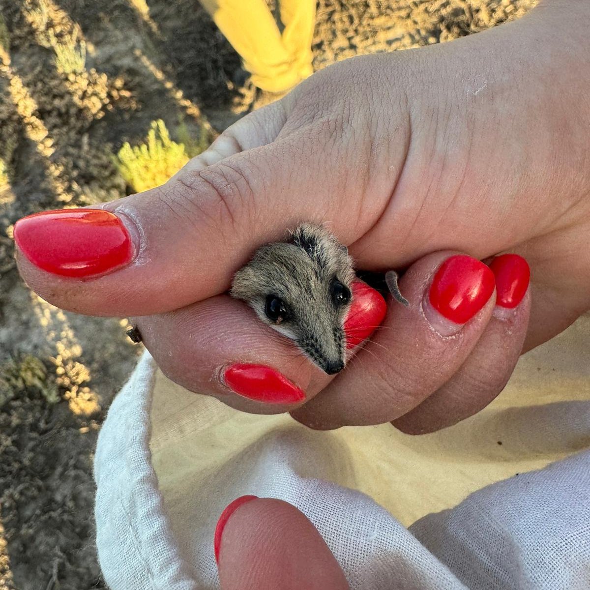 🌹🐾Behold! The most magical #ValentinesDay date... a 5.22g male #fattaileddunnart. This young #dunnart is likely around 70-80 days old, and has recently left mum to find a new territory. He won't become sexually mature until 210 days old... ready for next breeding season!