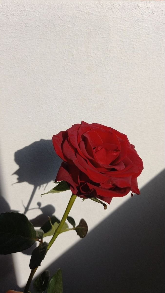 حیا ڈے 14 فروری

ایک عیسائی نے عید الفطر جوش و جذبے 
سے منائی ... ایک ہندو نے عید الاضحی پر بکرا قربان کیا..
ایک یہودی نے رمضان کا روزہ رکھا .. کیا
آپ نے کبھی ایسا سنا ؟ نہیں نا! تو یہ کیا ہے ؟ مسلمانوں نے ویلنٹائن ڈے جوش سے منایا نیا سال منایا اپریل فول منا یا بسنت منائی  
پہ