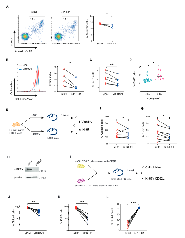 Abhinav Jain (@abhinav_jain_19) on Twitter photo I am thrilled to share our first co-author article with Huimin & Hiro from Goronzy Lab
PREX1 improves homeostatic proliferation to maintain a naïve CD4 T cell compartment in #older age published in <a href="/JCI_insight/">JCI insight</a>
insight.jci.org/articles/view/…
Special shoutout for the whole team 📚🎉 I am thrilled to share our first co-author article with Huimin & Hiro from Goronzy Lab
PREX1 improves homeostatic proliferation to maintain a naïve CD4 T cell compartment in #older age published in <a href="/JCI_insight/">JCI insight</a>
insight.jci.org/articles/view/…
Special shoutout for the whole team 📚🎉