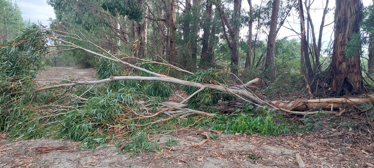 PaulDonGipps's tweet image. Well, that was wild. Power back on now. No real damage. At least I'm right for firewood. #StrzeleckiRanges 
#vicstorms