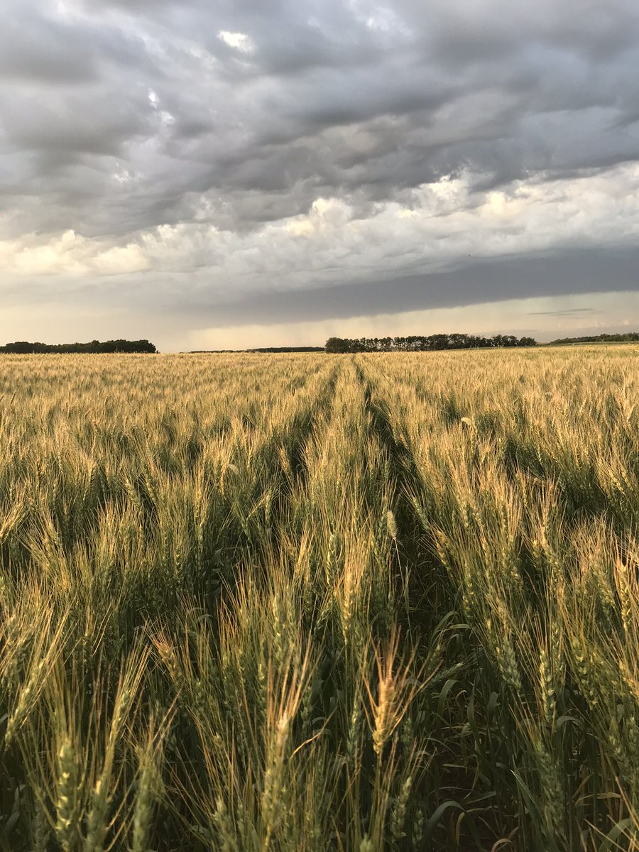 #CdnAgDay is a day to celebrate & tell our story. As a SK wheat grower 🌾 & Board Chair of GIFS @globalfoodsecur, there’s no better day to share the news about a recent study that shows we are the most sustainable producers of wheat & other crops gifs.ca/sustainableag #CdnAg 🇨🇦