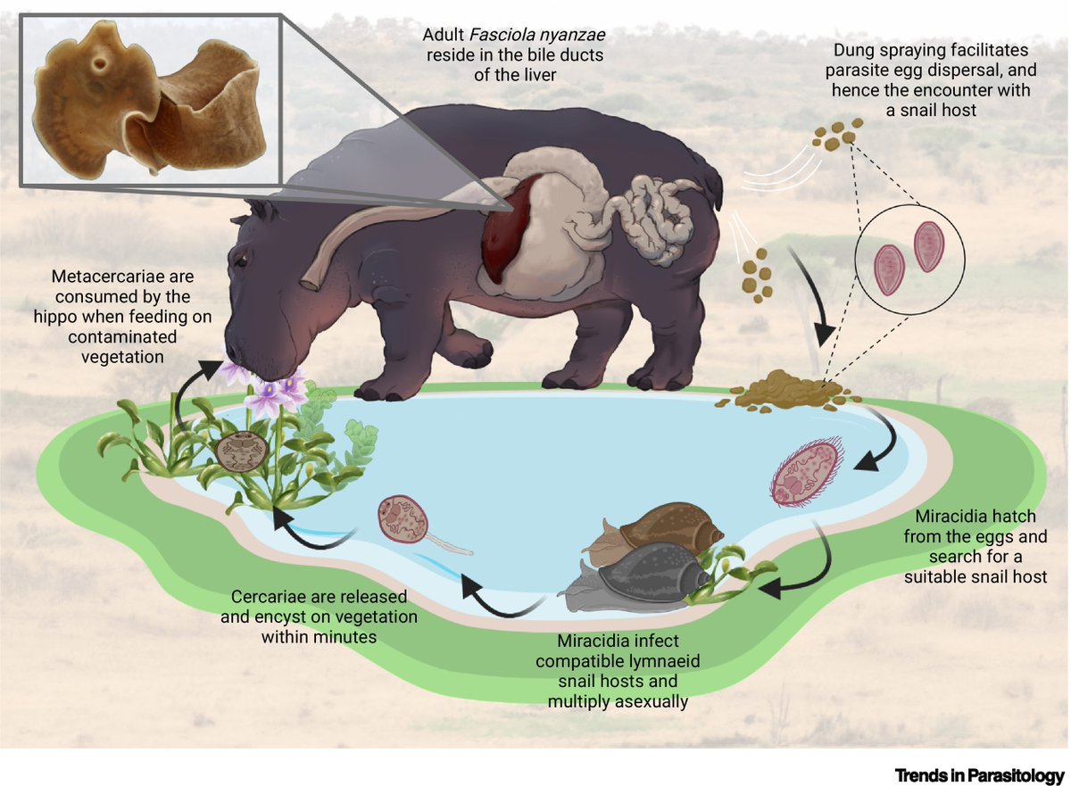 TrendsParasitol's tweet image. New Parasite of the Month: #Fasciola #nyanzae, the #liver #fluke infecting the bile ducts of the enigmatic #hippo #Hippopotamus #amphibius. Authored by @rubenschols &amp;amp; @HuyseTine. @africamuseumbe @KULeuvenKulak

authors.elsevier.com/a/1ibHy5Eb1xJI…