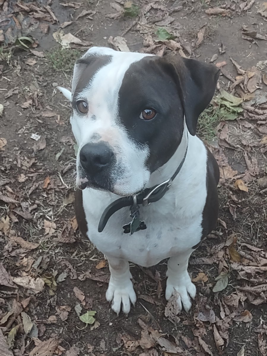 So, this "vicious" pitbull got scared by the celebratory fireworks while I was at a Superbowl party and broke out of the backyard. He went missing &amp; I couldn't find him. Nearly broke me.  Animal control brought him back today. I now have a court date, but am overjoyed he's back.