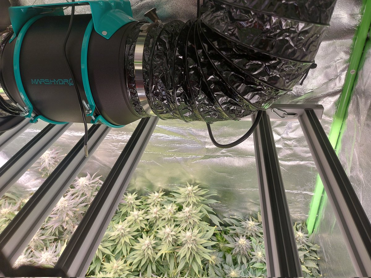 Ju_bps's tweet photo. 🌲🌲 High Mars  - @SeedsAnesia
🗓🗓 Day 112 since seeds  - Flo + 6 Week
💡💡 #FC3000 from @MarsHydroLight @Coco_Pan2022 

#smartgrowsystem #6inchfankit #marshydro #Mmemberville #growyourown #weedsmokers #WeedLovers #CannabisCommunity #cannabisgrower https://t.co/0TcbPKHAiQ