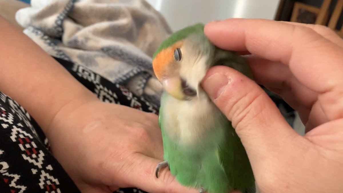 撫でられ待ちからのめちゃ気持ち良い顔ココす🐦