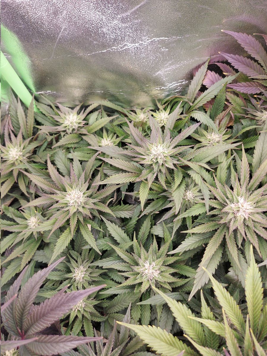 Ju_bps's tweet photo. 🌲🌲 Gorilla Cookies FF 🦍🍪 - @Fast_Buds
🗓🗓 Day 98 since seeds - Flo +5
💡💡 #FC3000 from @MarsHydroLight @Coco_Pan2022 

#WinPs5Contest #Growdiaries #smartgrowsystem #6inchfankit #marshydro #Mmemberville #growyourown #weedsmokers #WeedLovers #CannabisCommunity #cannabisgrower https://t.co/DdAjTwWw3n