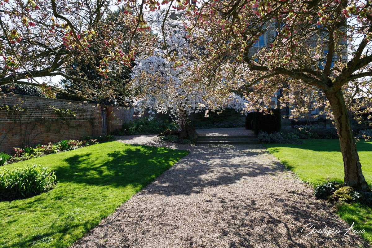 Springtime at Doddington Hall Gardens April 2023 @DoddingtonHall @LincolnshireLyf @LydiaSRusling @LincsLife @LincolnshireCC #springtime #daffodils #scenic #beautifulgardens #lincolnshire #blossom