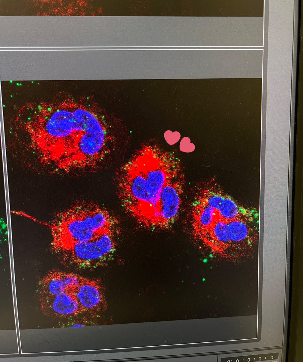 Valentine's special edition A neutrophil sending love to its neighboring cell 😅❤️ @mpiib_berlin