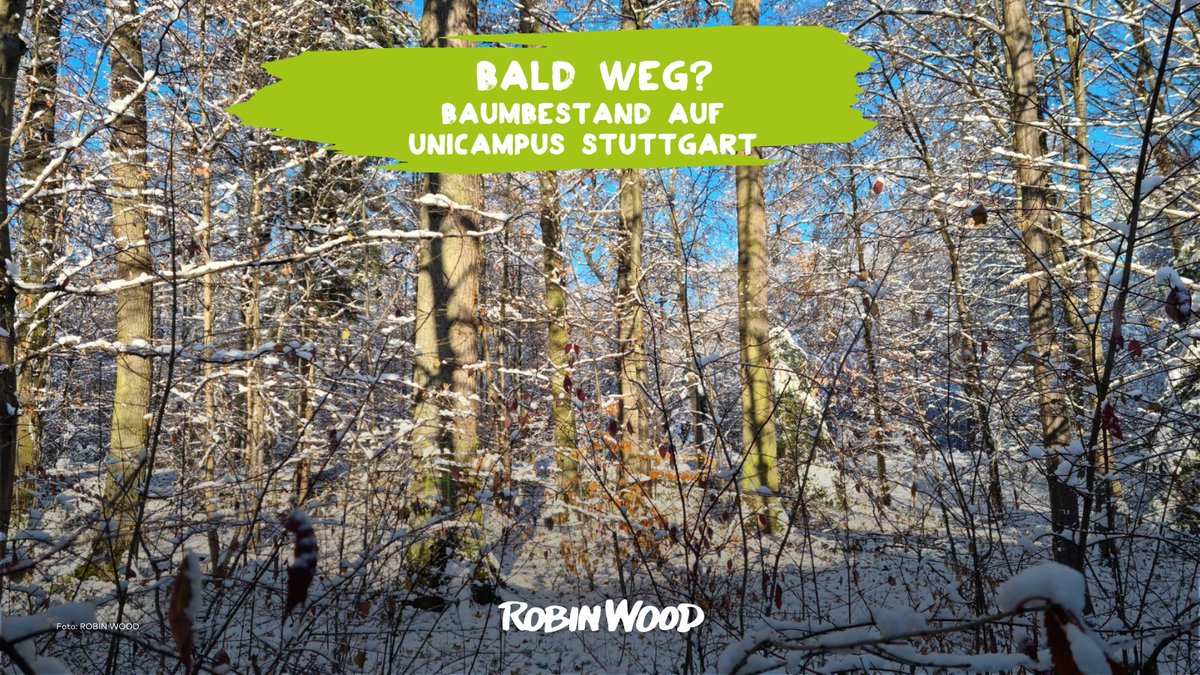 Aktion: Stopp die Fällung alter Eichen, #UniStuttgart! #BäumeStattParkplätze und kein Kahlschlag für ein Gebäude, um nachhaltiges Bauen zu erforschen.
robinwood.de/pressemitteilu…
#WaldstattAsphalt