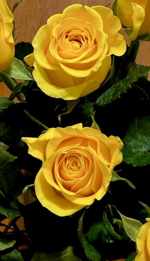 epintadorm's tweet image. Yellow roses today, my favorites. #loveandfriendshipday #mymorning #happyday #goodvibes #valentinesday #roses #flowers #friends