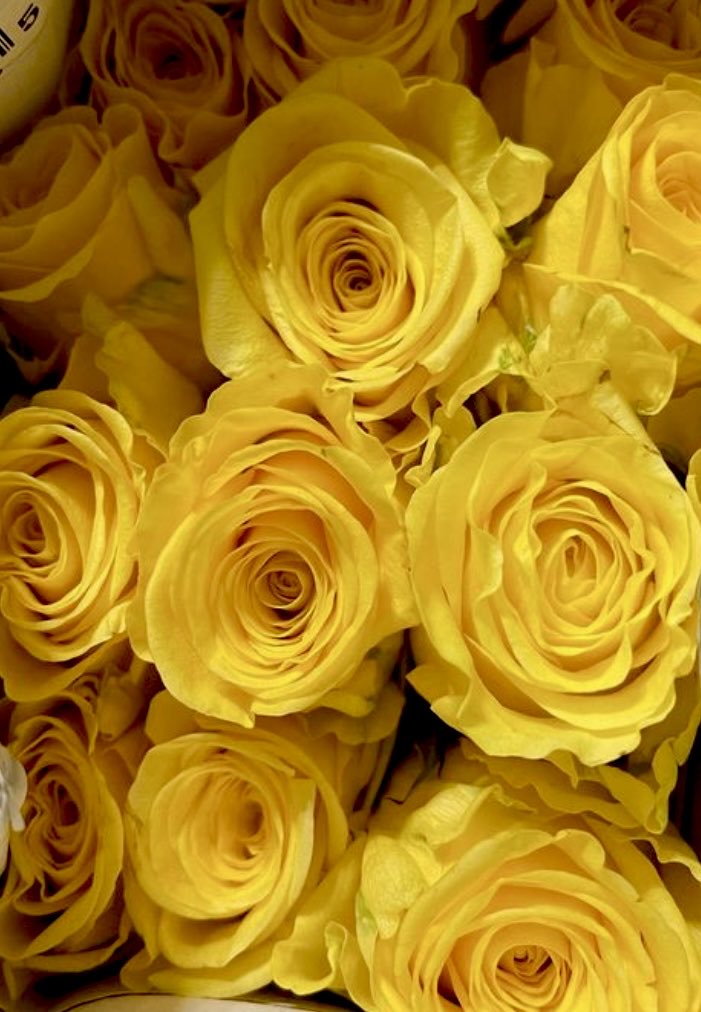 epintadorm's tweet image. Yellow roses today, my favorites. #loveandfriendshipday #mymorning #happyday #goodvibes #valentinesday #roses #flowers #friends