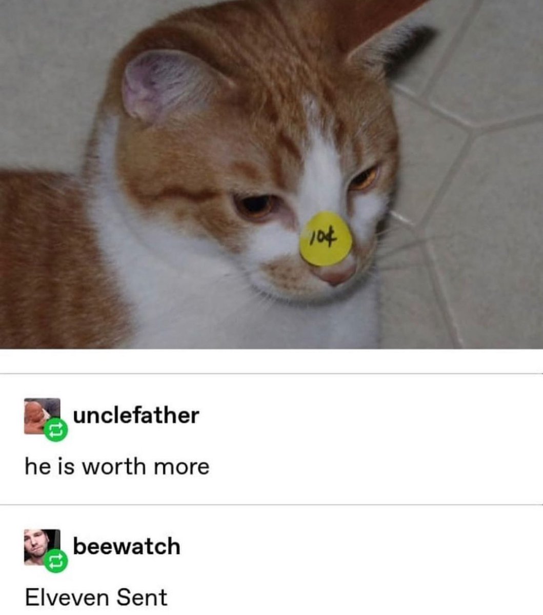 Posts Of Cats tweet media