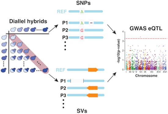 MolSystBiol's tweet photo. A diallel hybrid panel from diverse parental natural yeast isolates is used to investigate the effects of low- frequency #singlenucleotidepolymorphisms &amp; #structuralvariants on gene expression variation in a population ➡️ https://t.co/WcmLbmLTIu @jo_schacherer #geneticvariation https://t.co/E15Z9Ihz2N