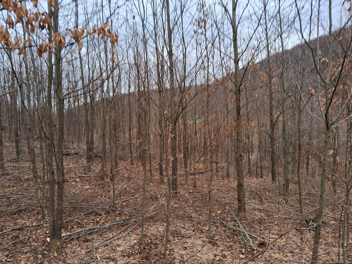 RNP_Romsilva's tweet image. 📷Lucrări de îngrijire în arboretele tinere, de această dată cu două tipuri de lucrări efectuate de colegii noștri de la OCOLUL SILVIC LIVEZI  - Direcția Silvică Bacău.

📷 Tending operation works in young forests managed by Livezi Forest District, Bacau county.
#romsilva #forest