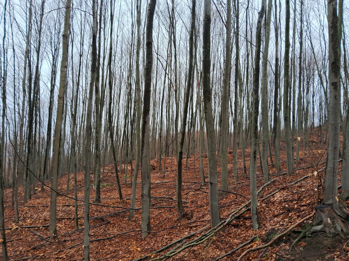 RNP_Romsilva's tweet image. 📷Lucrări de îngrijire în arboretele tinere, de această dată cu două tipuri de lucrări efectuate de colegii noștri de la OCOLUL SILVIC LIVEZI  - Direcția Silvică Bacău.

📷 Tending operation works in young forests managed by Livezi Forest District, Bacau county.
#romsilva #forest