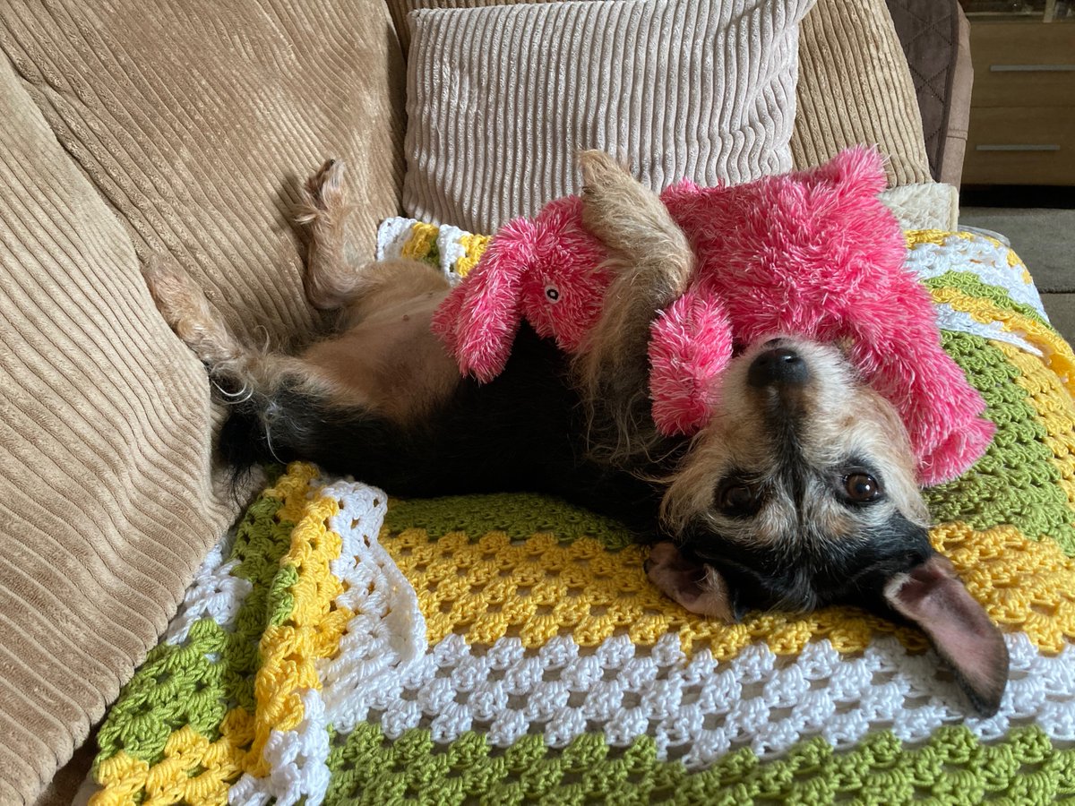 TiddyDora's tweet photo. Well I've finally struggled out ov da post sack full ov Valentines cards wot yoo all sent me Boyz! pffft..... 
Not one! Not one measly card haz I had! I is gutted! GUTTED!
But the days not over yet, so get yer pens out and send me one! 
*folds arms and sulks*
#ValentinesDay https://t.co/2pzU7sRN8o