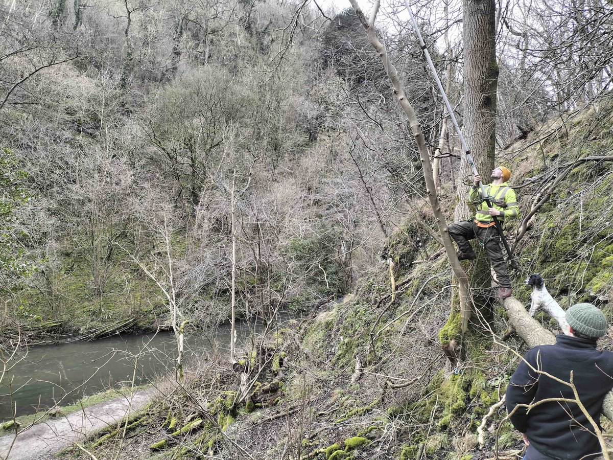 The Living Ash Project work continues at the @nationaltrust Dovedale collecting more scion material (graftwood) from #ash dieback disease resistant trees.  -Part of a 2nd round of funding from @DefraGovUK The Trust is working to continually improve tolerant selections.