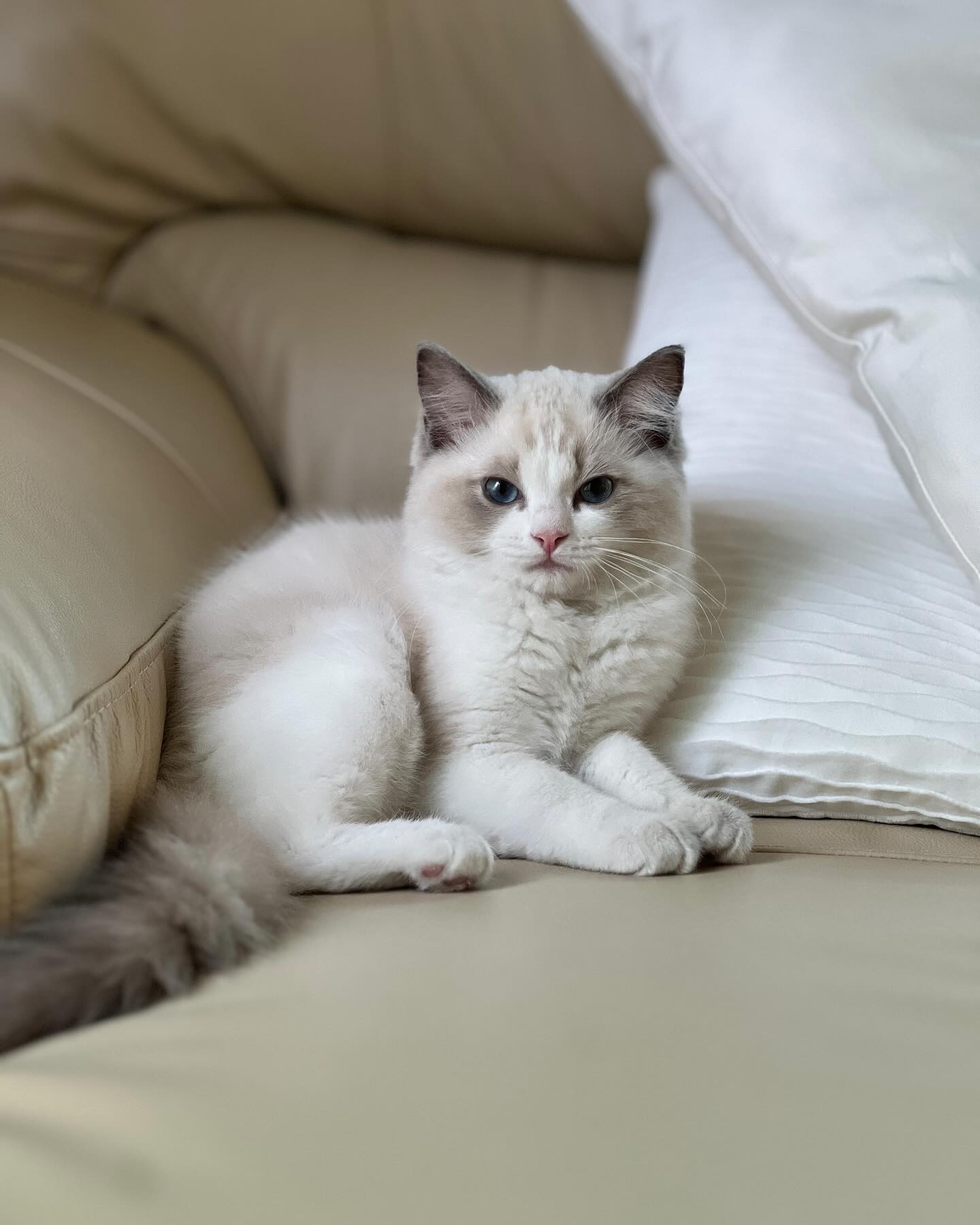 Amazon | PAWZ Road 猫 爪研ぎ 縦型 爪とぎポール サボテン 大型