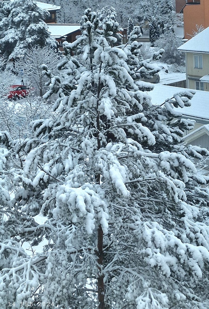 Snow.
#nature #winter #snow #tree #WinterPhoto