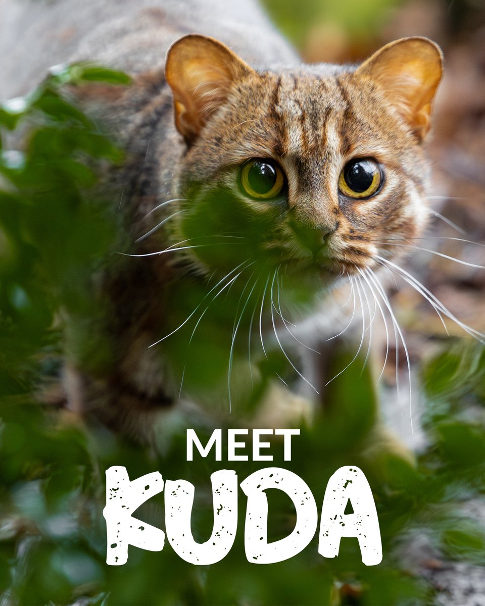 🎉 Introducing Kuda, the newest addition to The Big Cat Sanctuary! This little bundle of energy arrived on February 13th and we’re completely in love with him already. 🧡 Find out more about his move in our bio